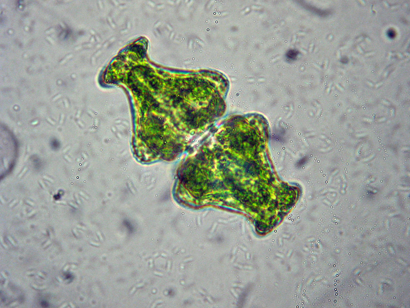 Laghetto Alpe Scaredi